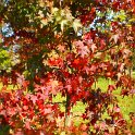 Liquidambar styraciflua automne